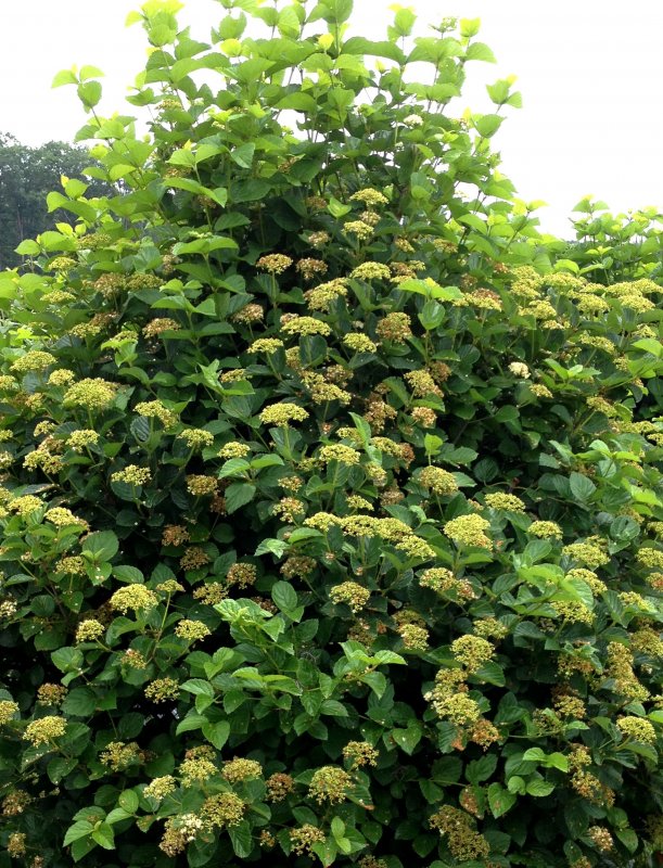 Arrowwood Tree