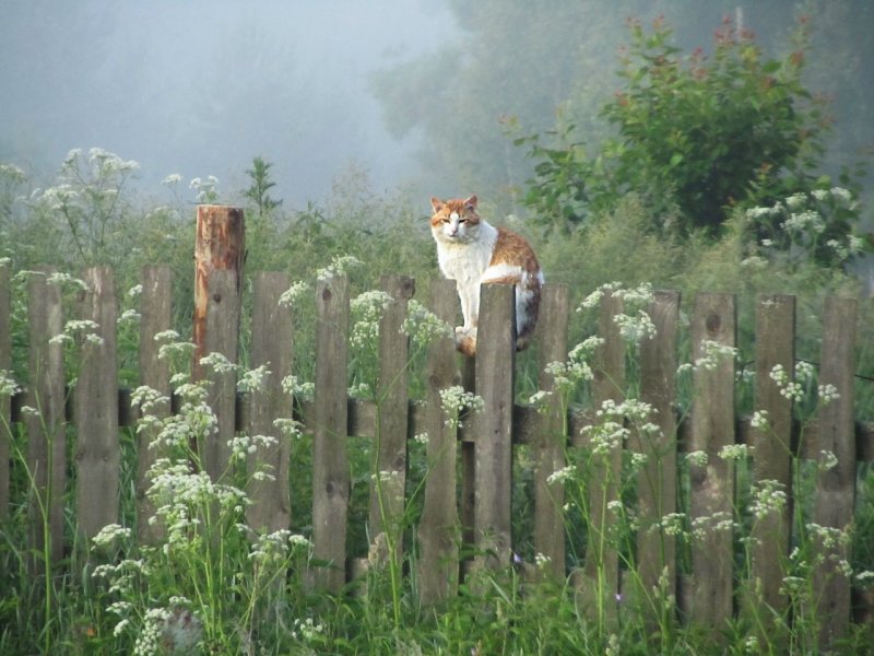 Заросший забор