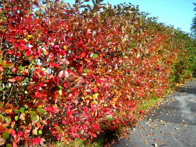 Арония черноплодная Aronia melanocarpa куст