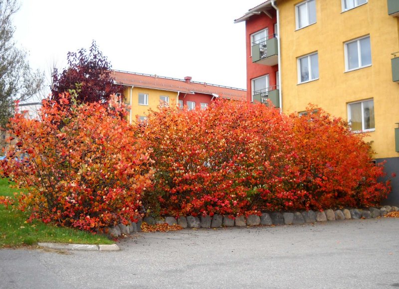 Aronia x prunifolia