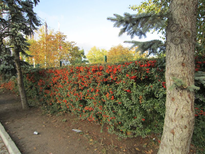 Пираканта фото Живая изгородь