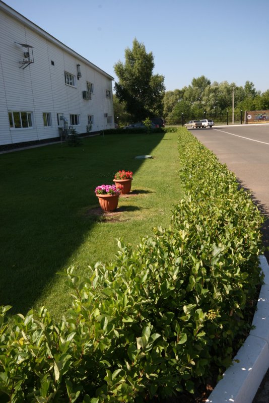 Кизильник блестящий Живая изгородь и туя