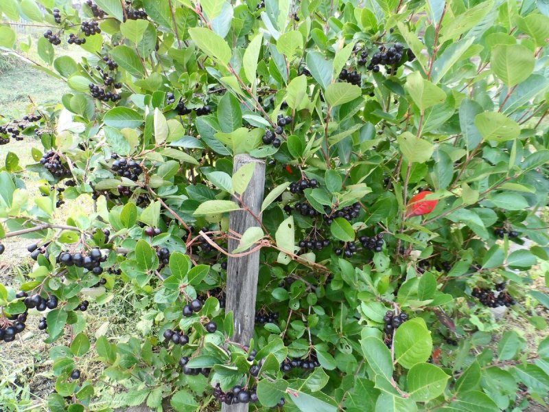 Черноплодная рябина кустарник