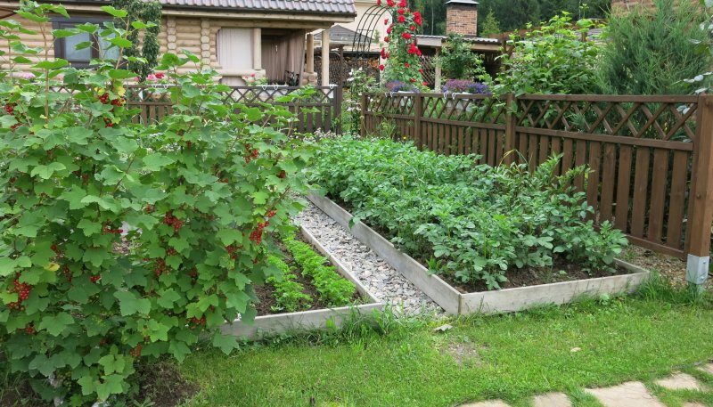 Ягодные кустарники для дачи