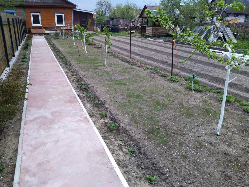 Земляника вдоль дорожек