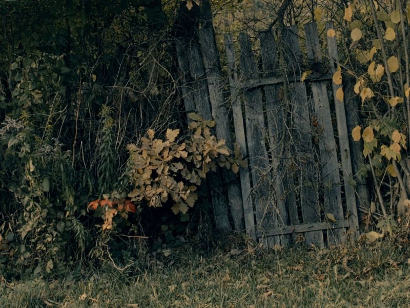 Заброшенный сад в деревне