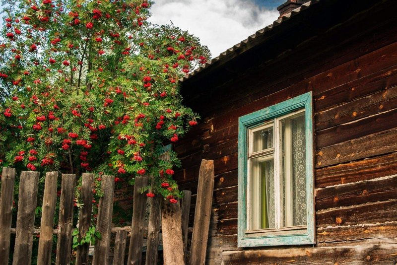 Деревенский дом рябина