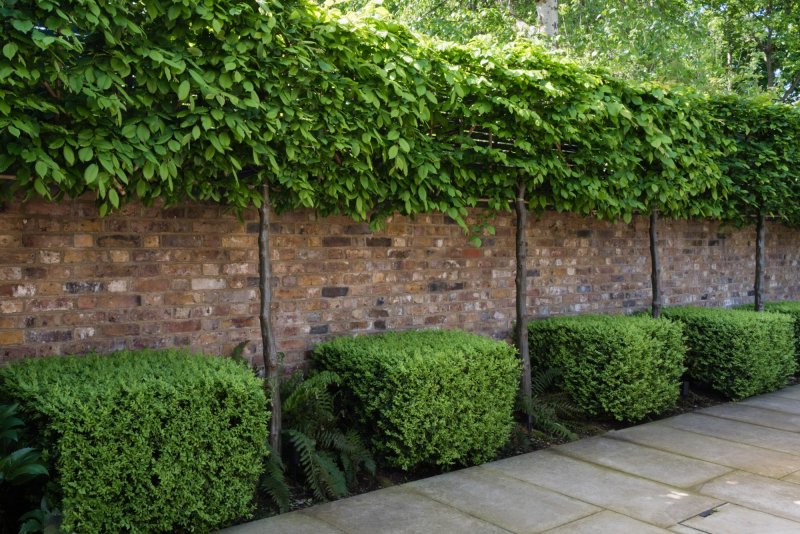 Hedge back