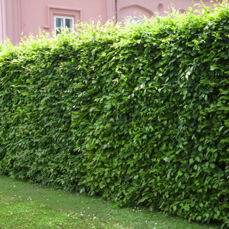 Podja Hedge