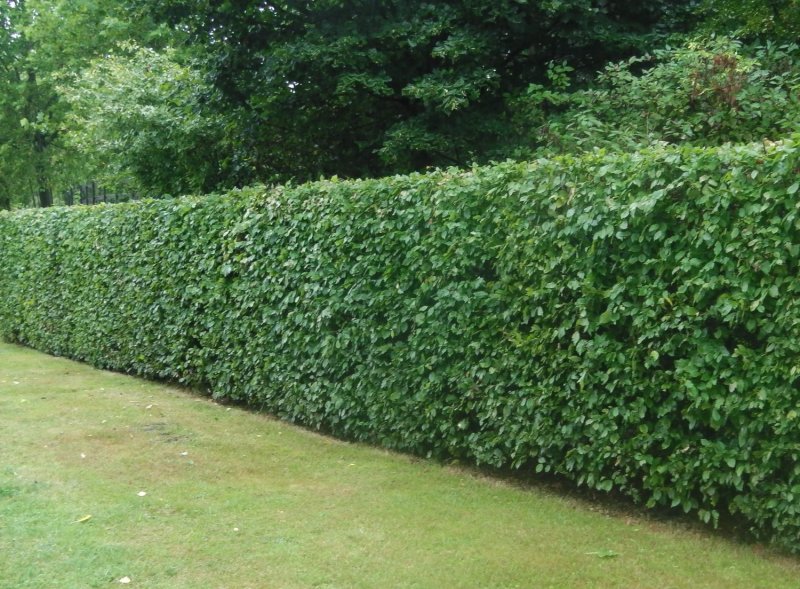Tall Hedges