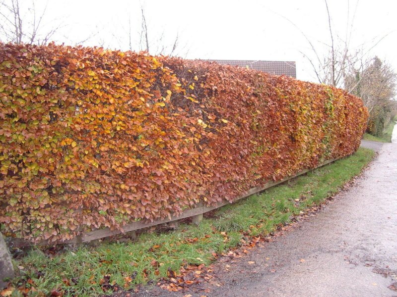 Fagus sylvatica Живая изгородь