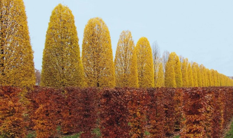 Carpinus betulus 'Fastigiata'