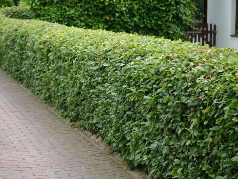 Carpinus betulus изгородь