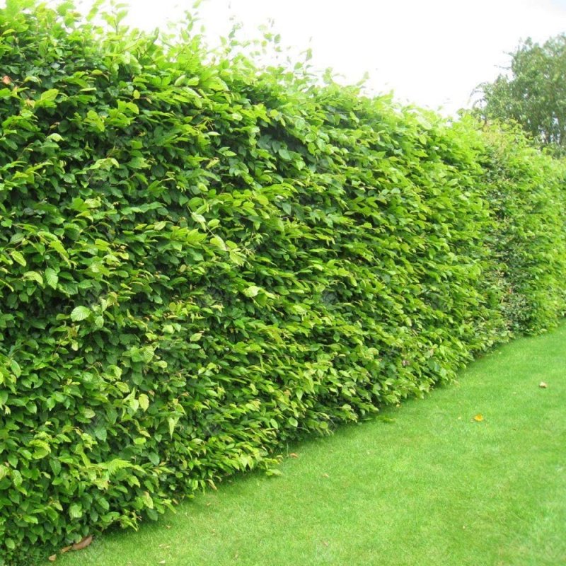 Carpinus betulus изгородь