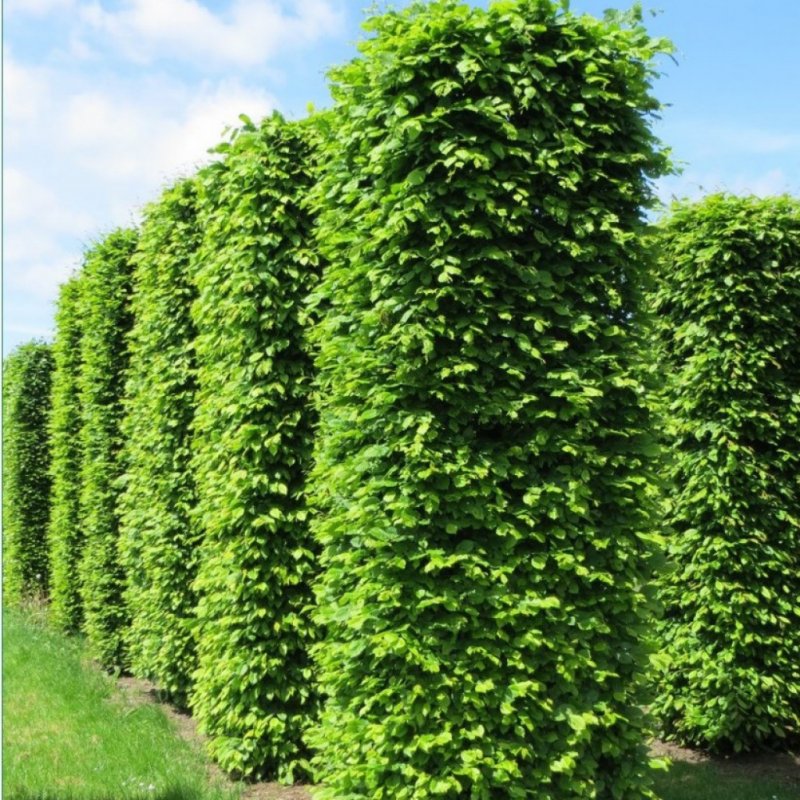 Граб обыкновенный Carpinus betulus