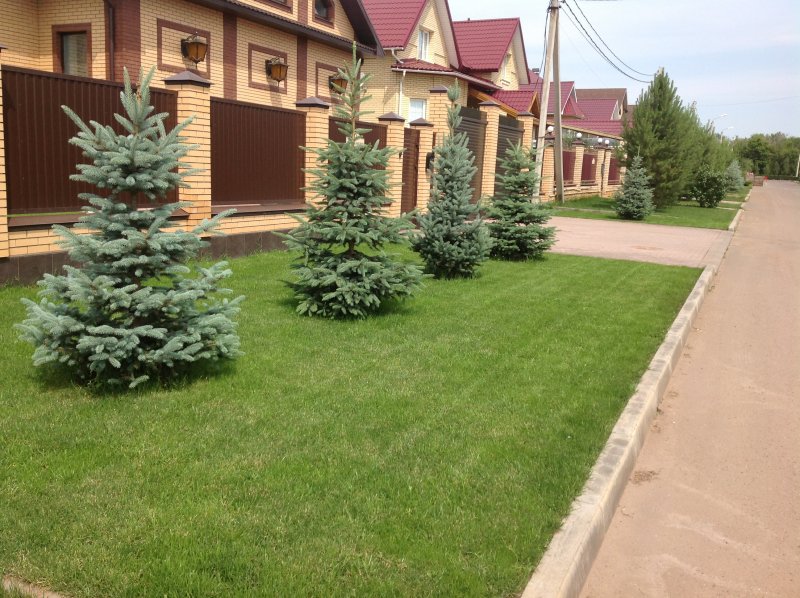 Голубая ель перед домом