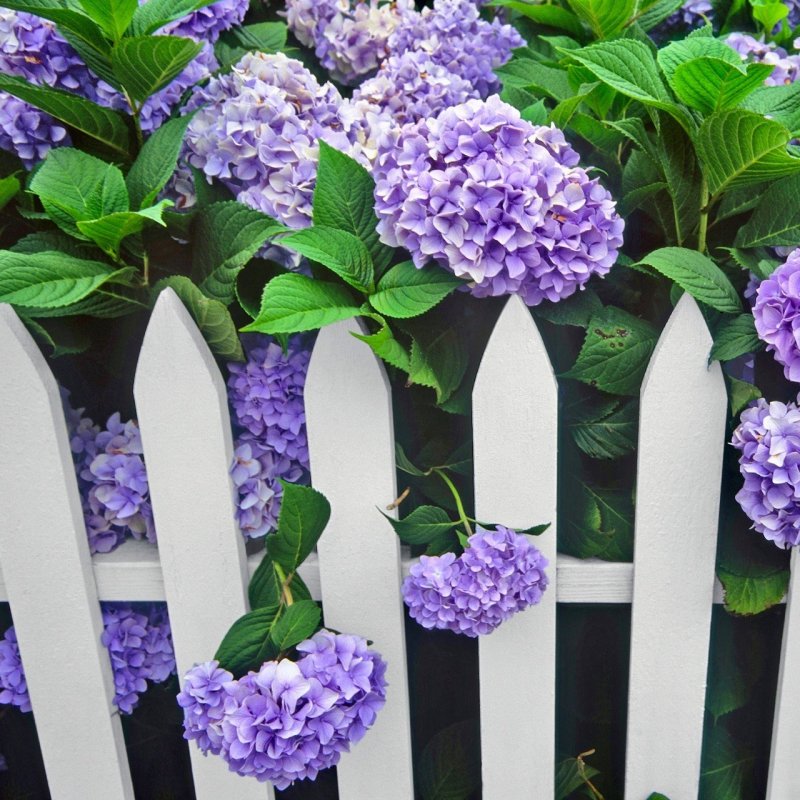 Цветы Oh my Garden