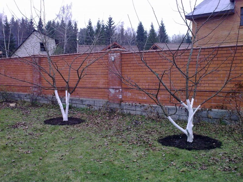 Яблоня у забора