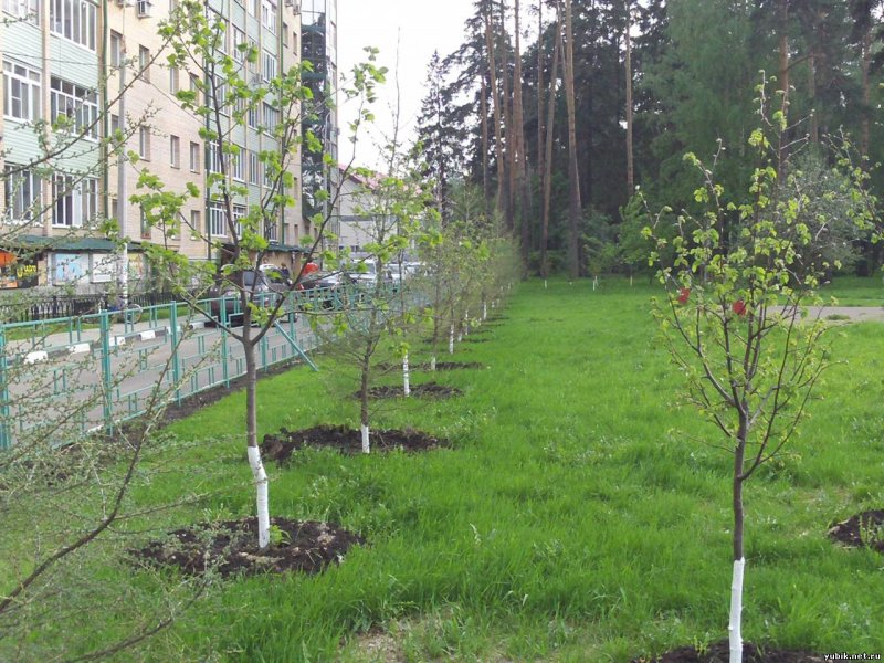 Молодые деревья на участке