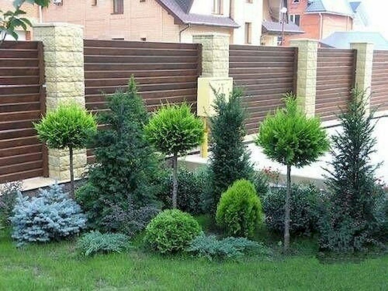 Хвойники сосна можжевельник