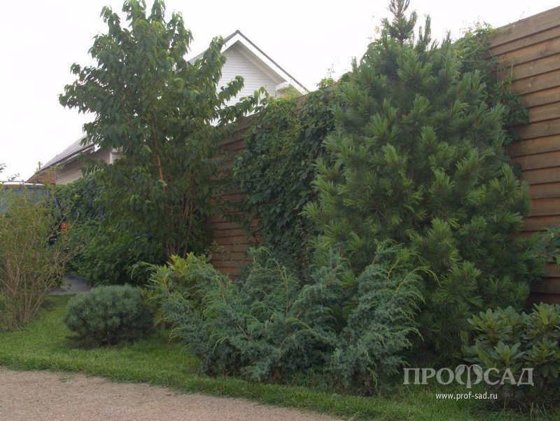 Глаука вдоль забора