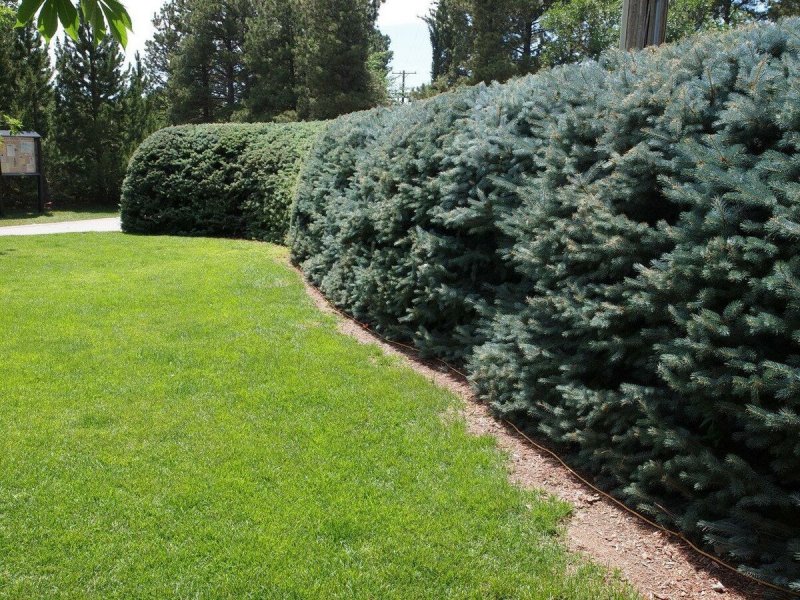 Ель колючая Глаука Picea pungens glauca
