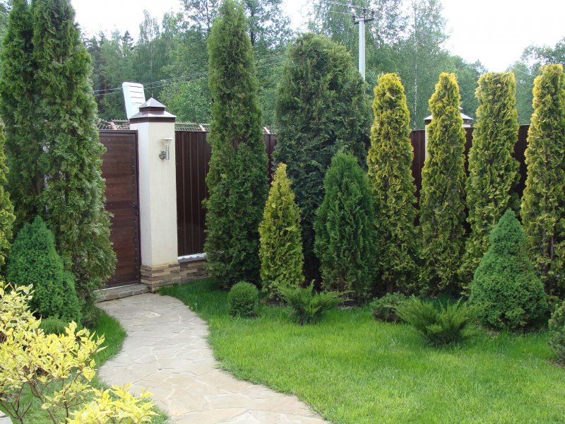 Композиция с туями вдоль забора
