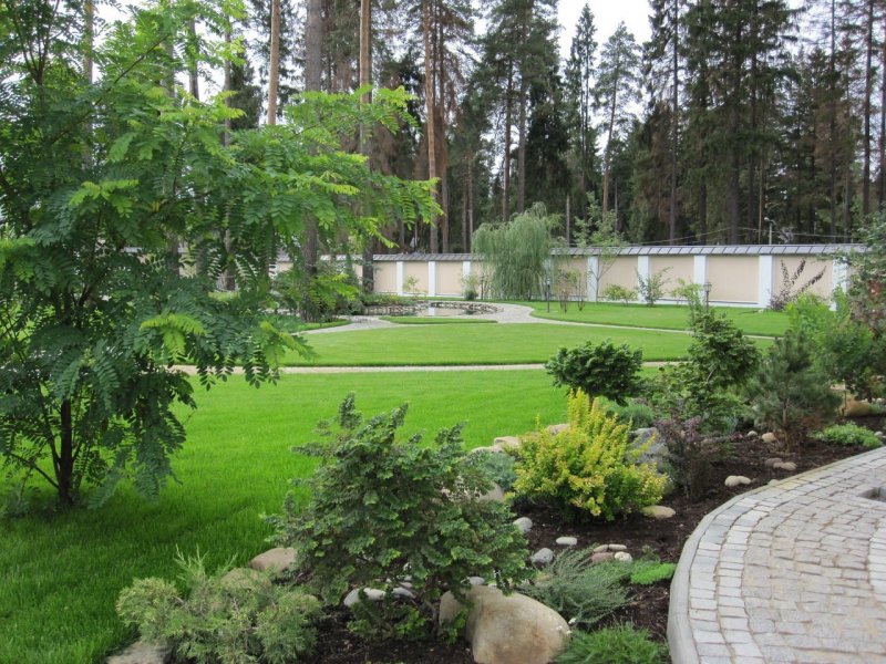 Плодовые кусты на участке