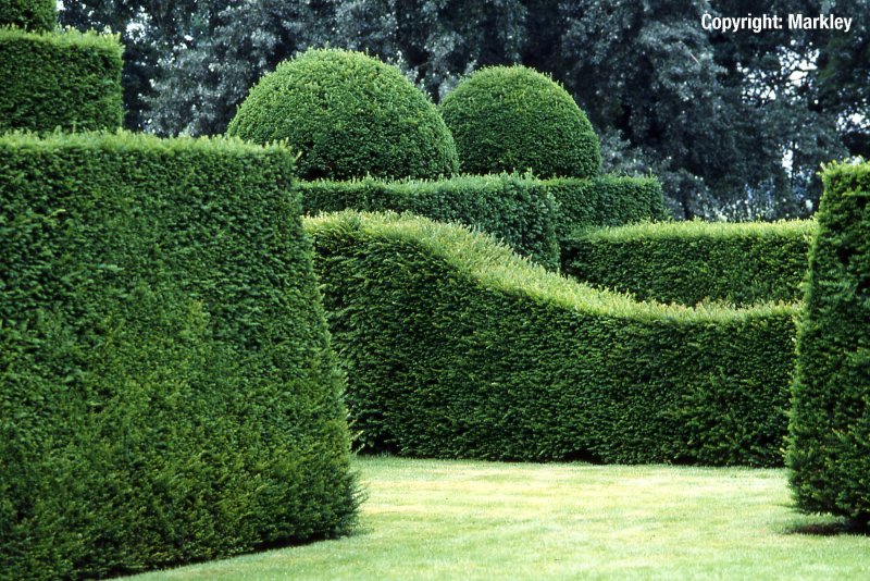 Taxus baccata изгородь