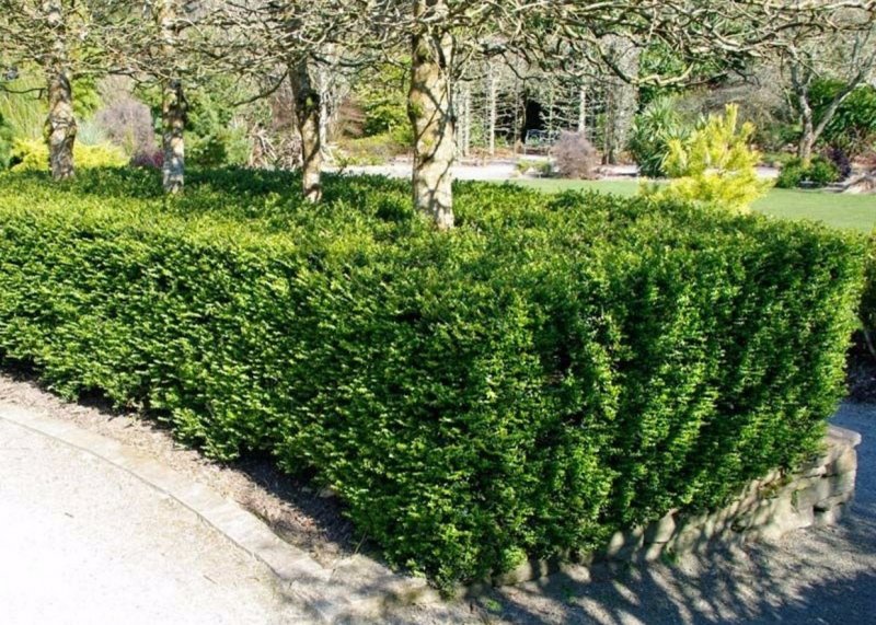 Жимолость блестящая (Lonicera nitida)