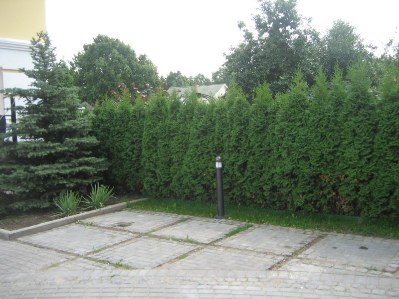 Жимолость каприфоль изгородь