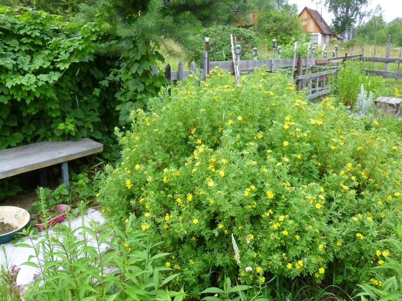 Курильский чай лещина
