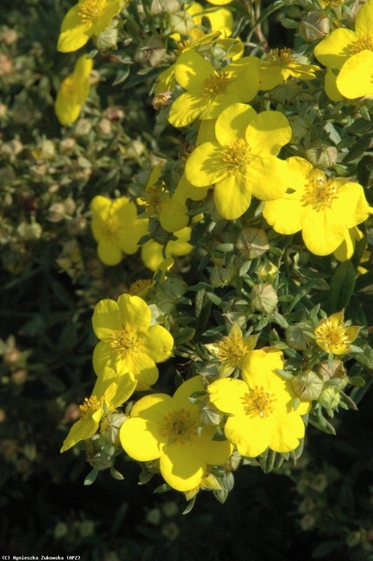 Potentilla fruticosa GOLDSTAR
