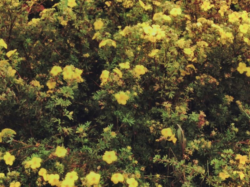 Potentilla fruticosa Abbotswood