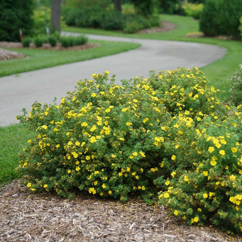 Лапчатка кустарниковая (Potentilla fruticosa)