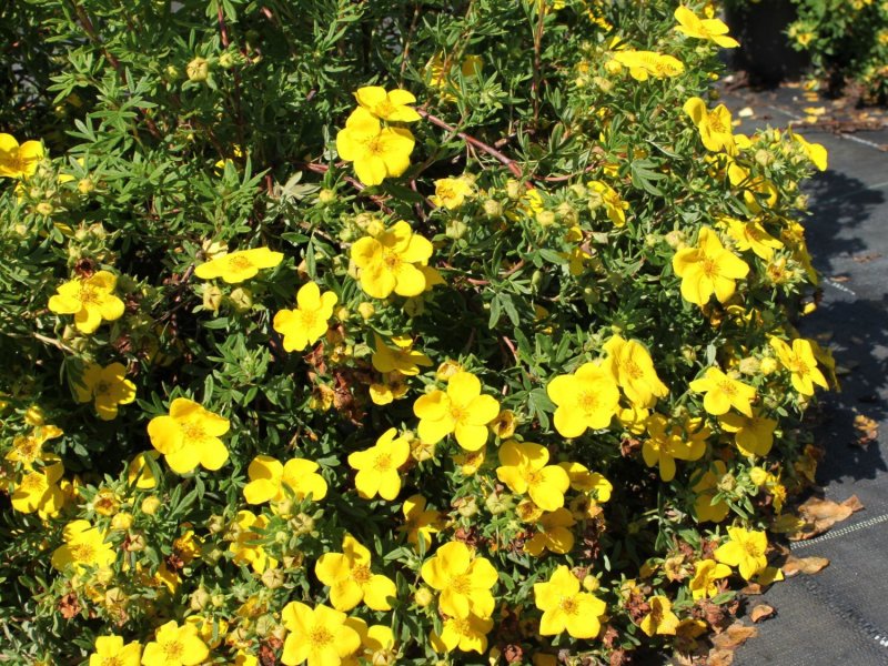 Лапчатка кустарниковая Potentilla fruticosa “Goldfinger”