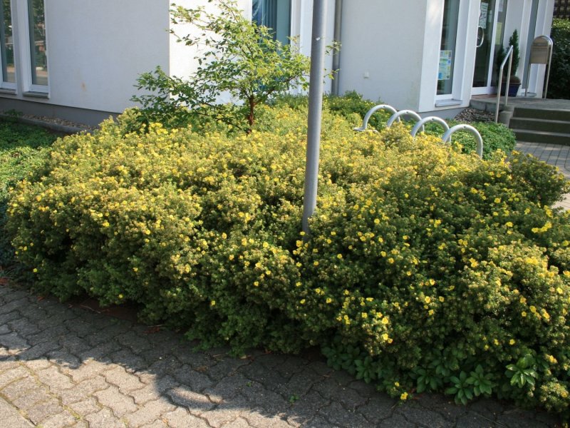 Лапчатка кустарниковая Goldteppich