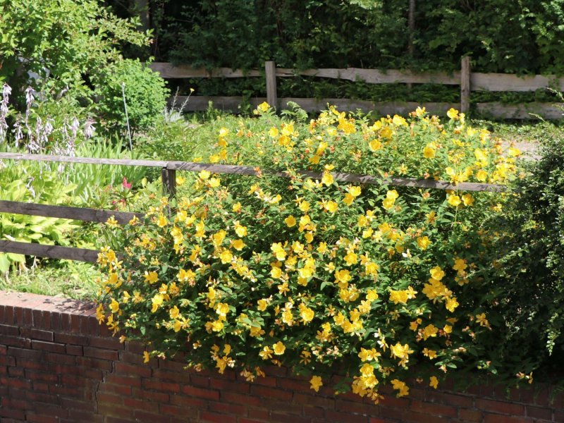 Зверобой Hidcote