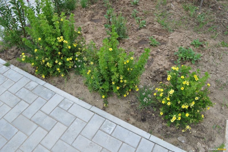 Лапчатка кустарниковая Живая изгородь