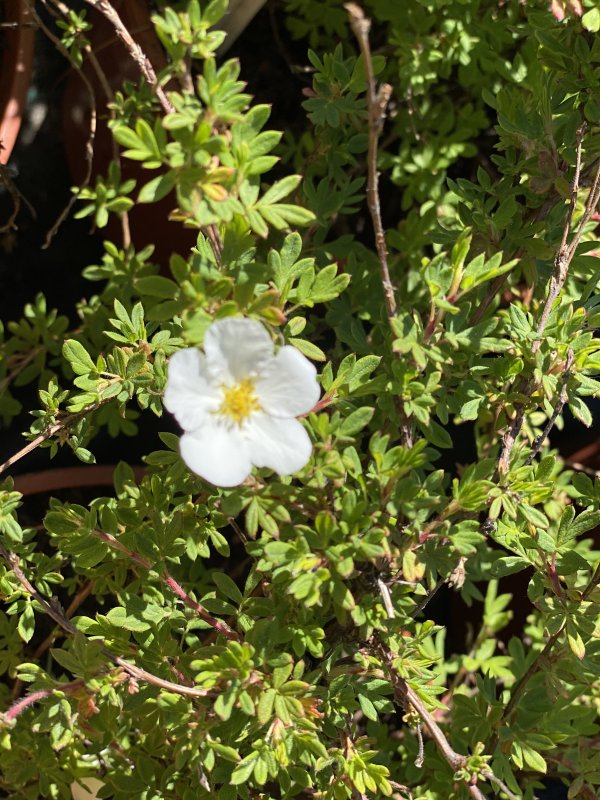 Potentilla fruticosa Abbotswood