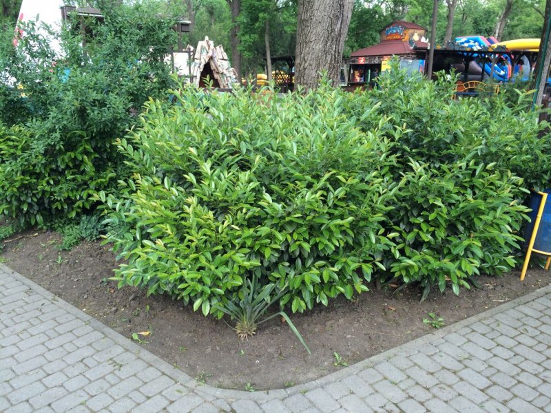 Лавровишня Живая изгородь