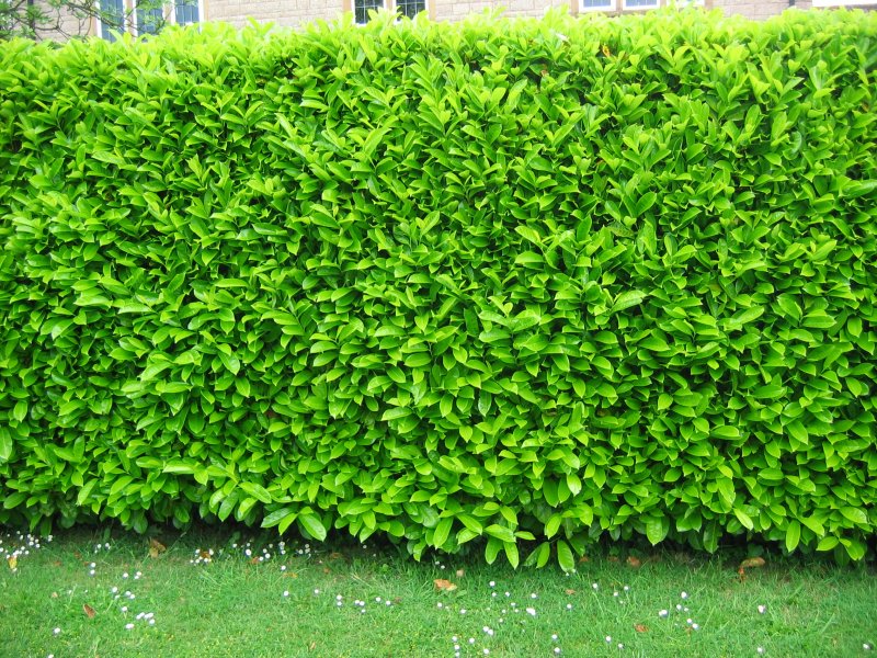 Prunus l. 'rotundifolia'