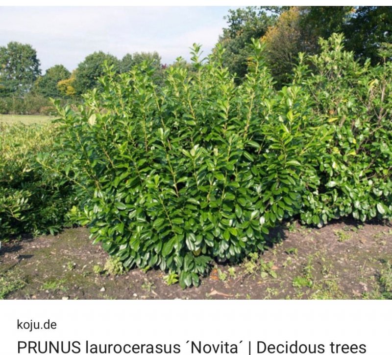 Лавровишня schipkaensis Laurel