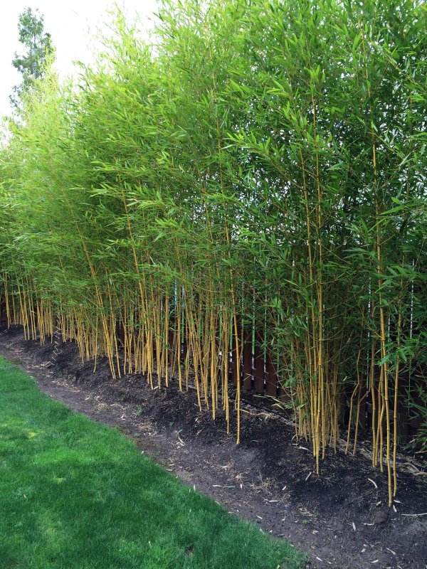 Phyllostachys aureosulcata