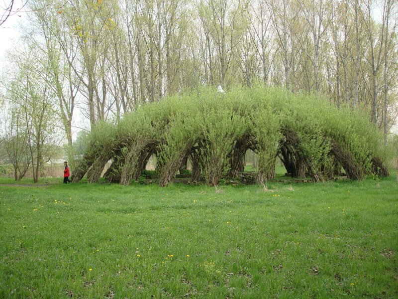 Ива ломкая Живая изгородь