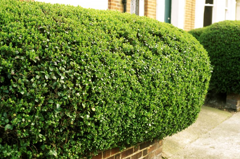 Бирючина обыкновенная (Ligustrum vulgaris Atrovirens
