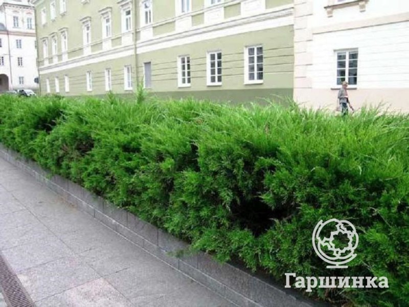 Минт джулеп Живая изгородь
