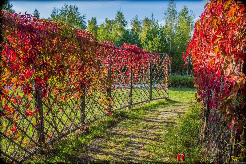 Живой изгороди vinograd grozdja