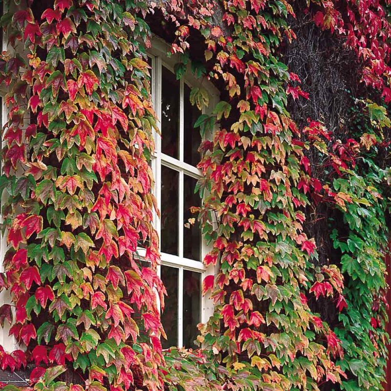 Виноград девичий (Parthenocissus inserta)