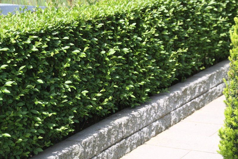 Сеянцы Ligustrum vulgare l. бирючины второго года Размеры
